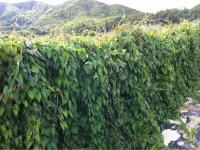 供應(yīng)番禺紫山藥/新鮮紫山藥批發(fā)價(jià)格/紫山藥供銷商