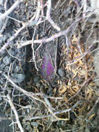 供應(yīng)江西有機(jī)種植紫淮山/紫淮山價(jià)格/紫淮山批發(fā)