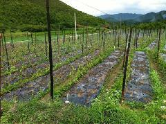 供應(yīng)紫淮山栽培方法，紫淮山批發(fā)價格