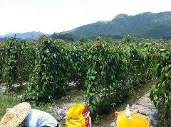 供應(yīng)出售淮山種植淺生槽，淺生槽批發(fā)價(jià)格