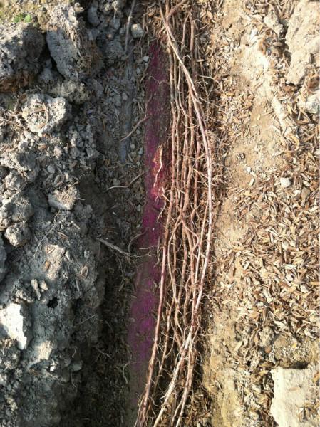 免費提供紫玉淮山種植