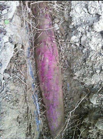 供應(yīng)上海紫山藥/紫山藥種植基地*/紫山藥種植技術(shù)