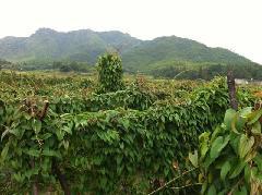 供應(yīng)產(chǎn)地*紫玉淮山/紫山藥/紫淮山，紫淮山批發(fā)價格