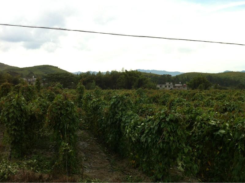 供應(yīng)大量供應(yīng)紫玉淮山/紫玉淮山報(bào)價(jià)