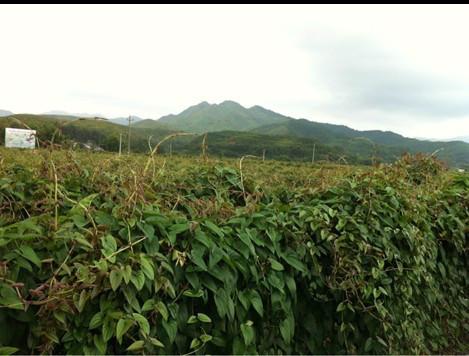 江西紫玉淮山藥圖片