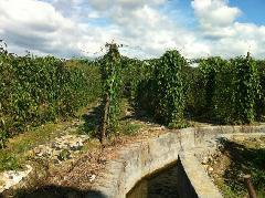 收購天津紫淮山，紫淮山批發(fā)價(jià)格，紫淮山經(jīng)銷商