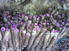 收購紫山藥，紫山藥批發(fā)價格