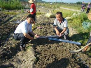 免費(fèi)提供淺生槽種植技術(shù)栽培