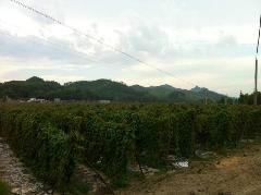 供應淮山淺生槽批發(fā)價格，淮山淺生槽供應商