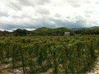 供應(yīng)紹興紫玉淮山/紫玉淮山價(jià)格