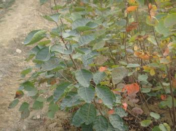 供應黃櫨樹苗 1米黃櫨樹苗 2公分黃櫨樹苗 3公分黃櫨樹苗