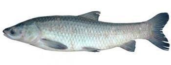 供應(yīng)優(yōu)質(zhì)青魚苗，青魚苗養(yǎng)殖，青魚苗哪里有賣，青魚苗哪里*