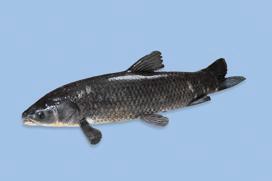 供應(yīng)優(yōu)質(zhì)青魚(yú)苗批發(fā)，青魚(yú)苗*，青魚(yú)苗*價(jià)格