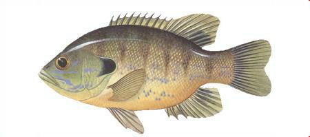 供應太陽魚魚苗