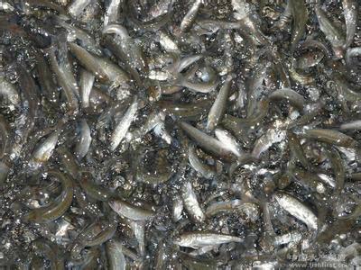 供應(yīng)北京草魚苗養(yǎng)殖場(chǎng)，北京草魚苗*價(jià)，北京草魚苗質(zhì)優(yōu)價(jià)廉