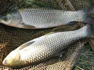 供應(yīng)北京草魚(yú)魚(yú)苗價(jià)錢(qián)，北京草魚(yú)魚(yú)苗批發(fā)，北京草魚(yú)魚(yú)苗供應(yīng)商