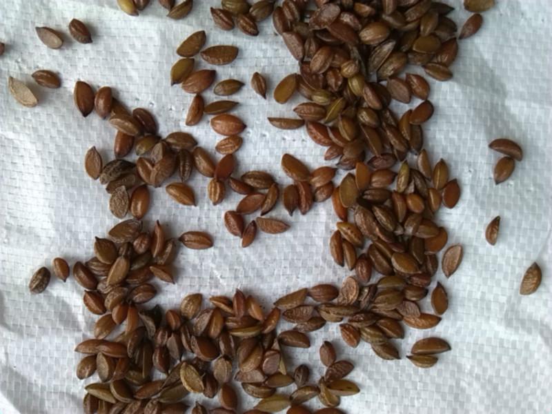 供應(yīng)哪里有小葉紫檀種子賣，小葉紫檀種子價格，小葉紫檀種子批發(fā)