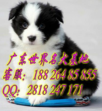 供应广州哪里有卖纯种健康边牧犬广州哪家狗场信誉比较好 