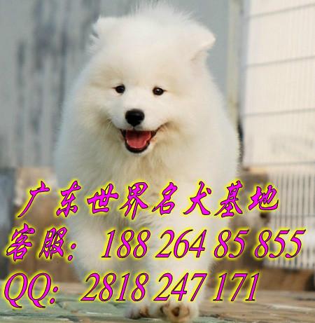 广州市广州萨摩耶犬在哪里买广州萨摩耶犬厂家供应广州萨摩耶犬在哪里买广州萨摩耶犬