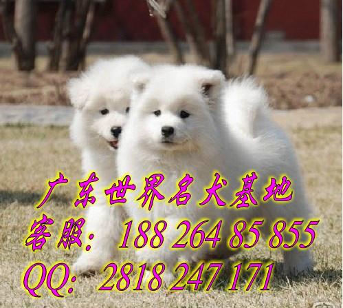 广州萨摩耶犬在哪里买广州萨摩耶犬供应广州萨摩耶犬在哪里买广州萨摩耶犬