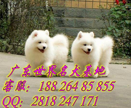 广州市广州萨摩耶犬在哪里买广州萨摩耶犬厂家