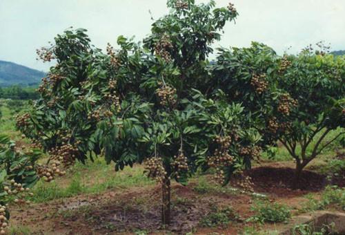 供應(yīng)大龍眼樹 龍眼樹 荔枝樹 黃皮樹 甜楊桃 芒果樹 檸檬樹 八角樹