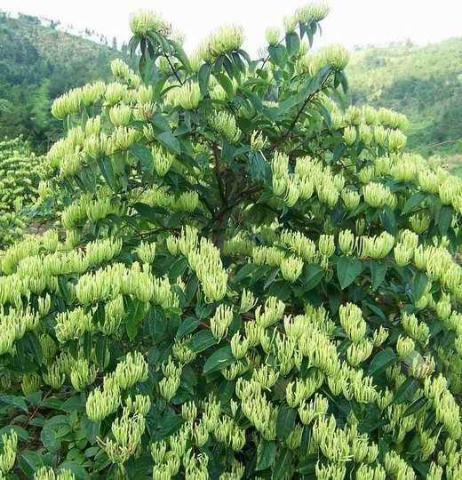 供应广西金银花苗 金银花 广东金银花苗 湖南金银花苗 四川金银花苗图片