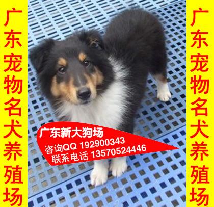 供应A45广州什么地方出售苏牧犬 在广州哪里可以买到纯种苏格兰牧羊犬图片