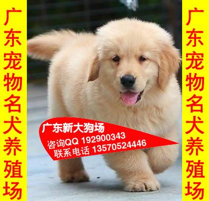 供应71广州边度有卖金毛犬宠物狗广州哪里有卖狗 广州那有金毛犬买