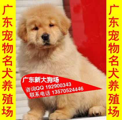 71供应71广州边度有卖金毛犬宠物狗广州哪里有卖狗 广州那有金毛犬买