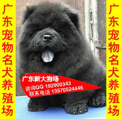 供应65广州哪里有卖松狮犬宠物狗广州宠物狗市场 广州松狮犬价格