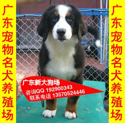 供应A34伯恩山犬伯恩山出售幼犬成犬都有纯种瑞士伯恩山犬出售可挑