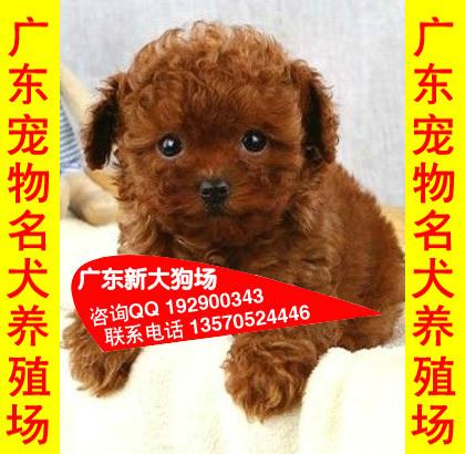 供应03佛山哪里有卖泰迪熊幼犬出售纯种玩具 茶杯泰迪熊幼犬