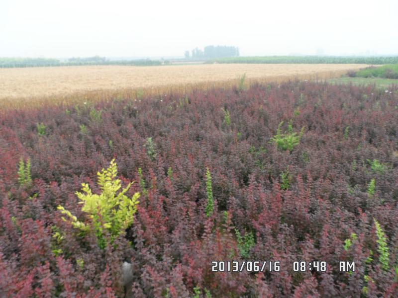 供应紫叶小檗 紫叶小檗苗木基地 紫叶小檗批发销售图片