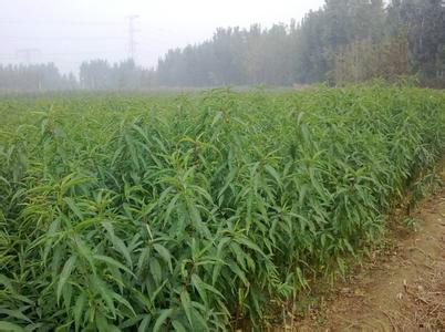 供應早中晚熟不同時節(jié)桃苗