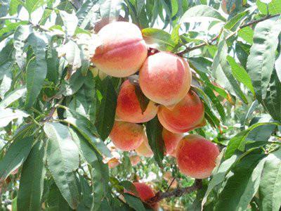 桃苗圖片/桃苗樣板圖 (2)