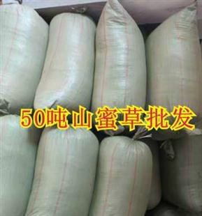 供應(yīng)毛冬青棗干大棗