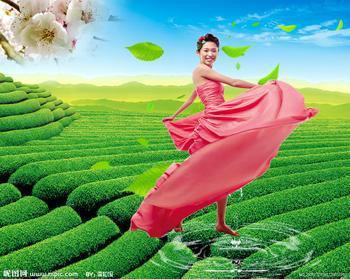 供應(yīng)百花草益壽茶批發(fā)經(jīng)銷處