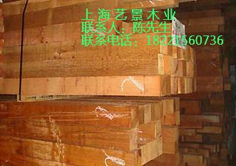 沈陽紅雪松的價(jià)格，撫順紅雪松的價(jià)格，加拿大紅雪松的價(jià)格