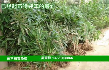 紫竹價(jià)格，箬竹價(jià)格