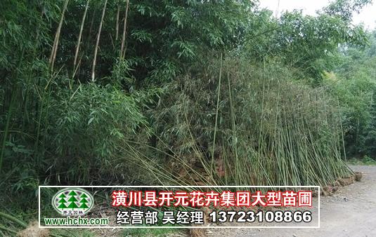 紫竹價(jià)格，箬竹價(jià)格