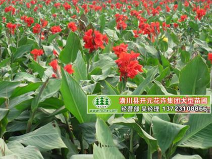 美人蕉價格，河南美人蕉，潢川美人蕉