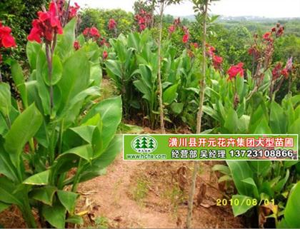 美人蕉價格，河南美人蕉，潢川美人蕉
