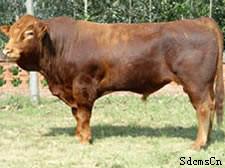 供應(yīng)安徽肉牛/肉牛價(jià)格