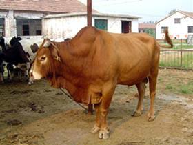 供應(yīng)肉牛/肉牛養(yǎng)殖技術(shù)