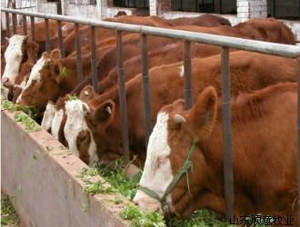 怎樣育肥肉牛犢圖片