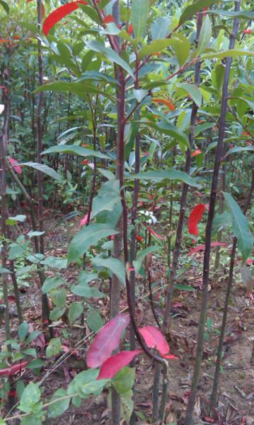 广西桂林杜英苗杜英芽苗、园林植物芽苗批发、杜英苗全国出售、杜英苗种植记得、图片