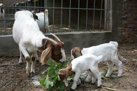 供應(yīng)怎樣養(yǎng)殖亞洲黃羊杜泊羊青山羊