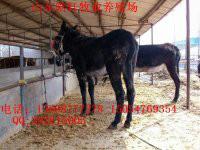 供應(yīng)黃?；?  title=