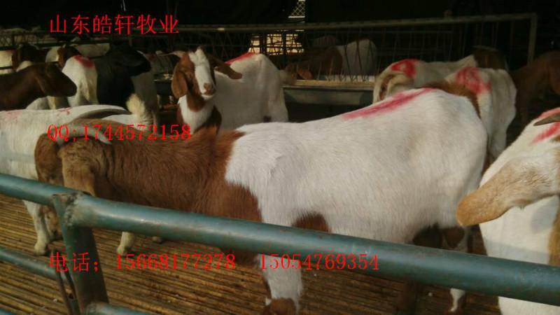 供應 黑龍江*價格*養(yǎng)殖技術(shù)